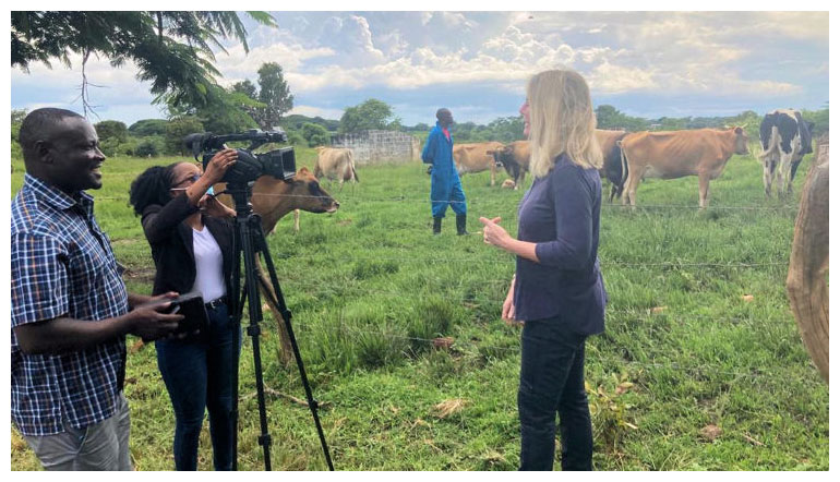 Zambia Jersey cows agreement