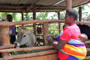 Jersey cow in Rwanda