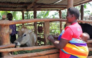 Jersey cow in Rwanda