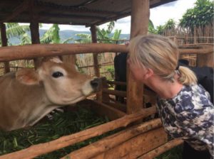 Jersey cow in Rwanda