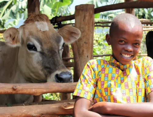 The Jersey Cow in Zambia Update May 2025