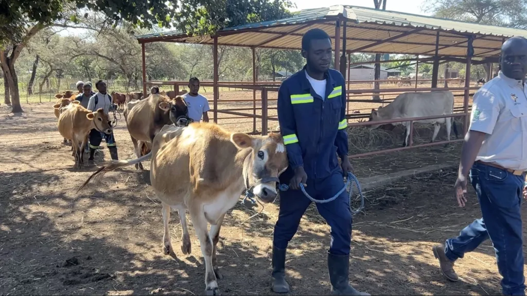 jersey cows with farmers in zambia