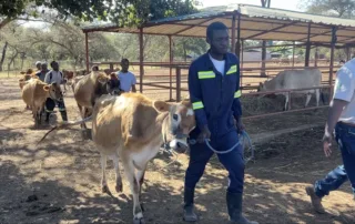 jersey cows with farmers in zambia