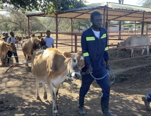 Dairy for Development – Jersey’s Growing Impact in Zambia